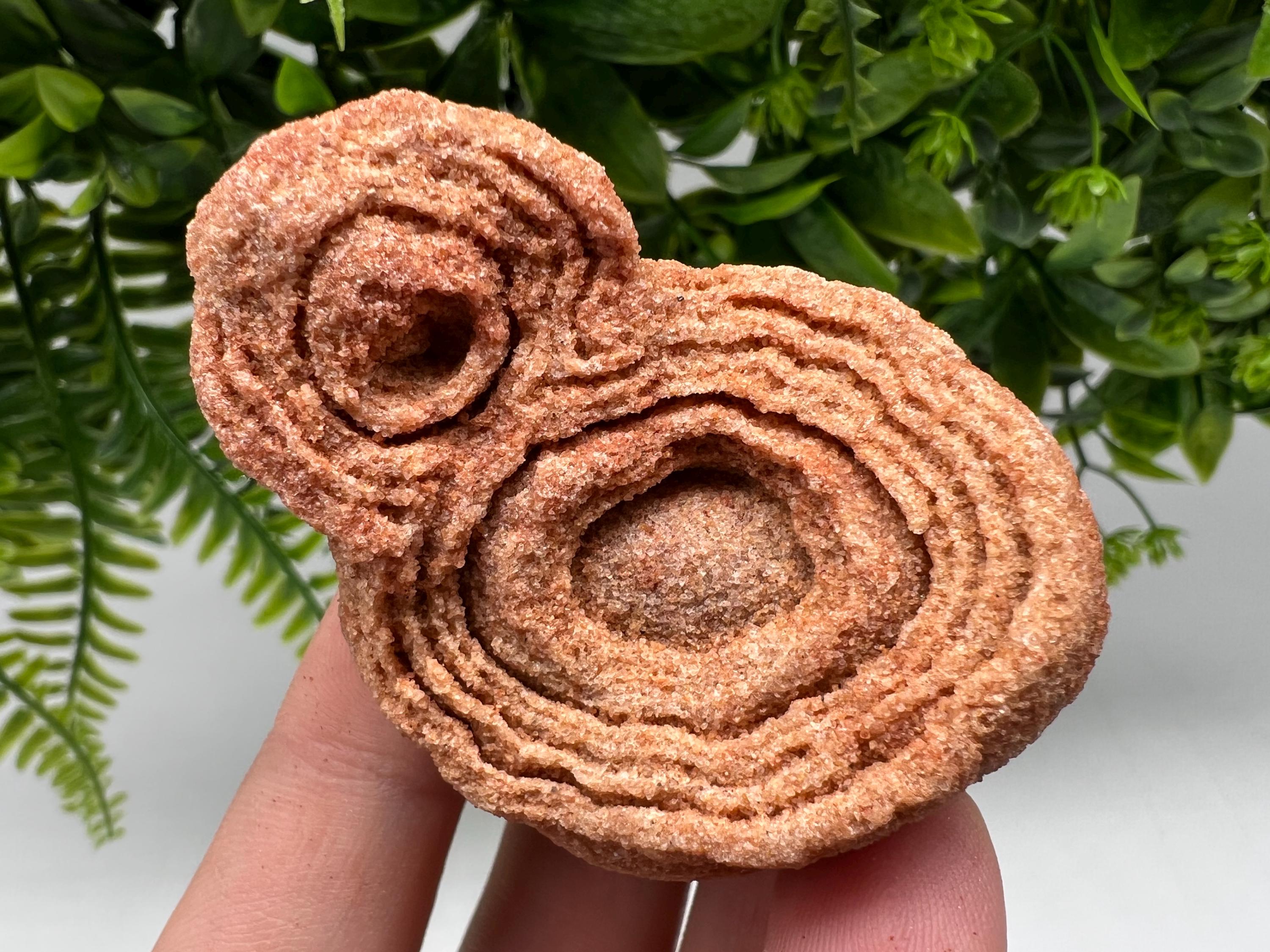 Raw Moroccan Stromatolite Fossil Specimen, Algae Fossil