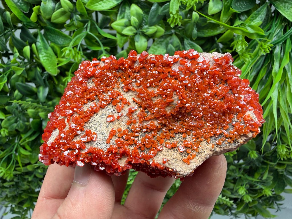 Red Vanadinite on Matrix from Marocco,crystal minerals Speciment cluster Vanadinite crystal Vanadinite Geology Vanadinite cluster minerals