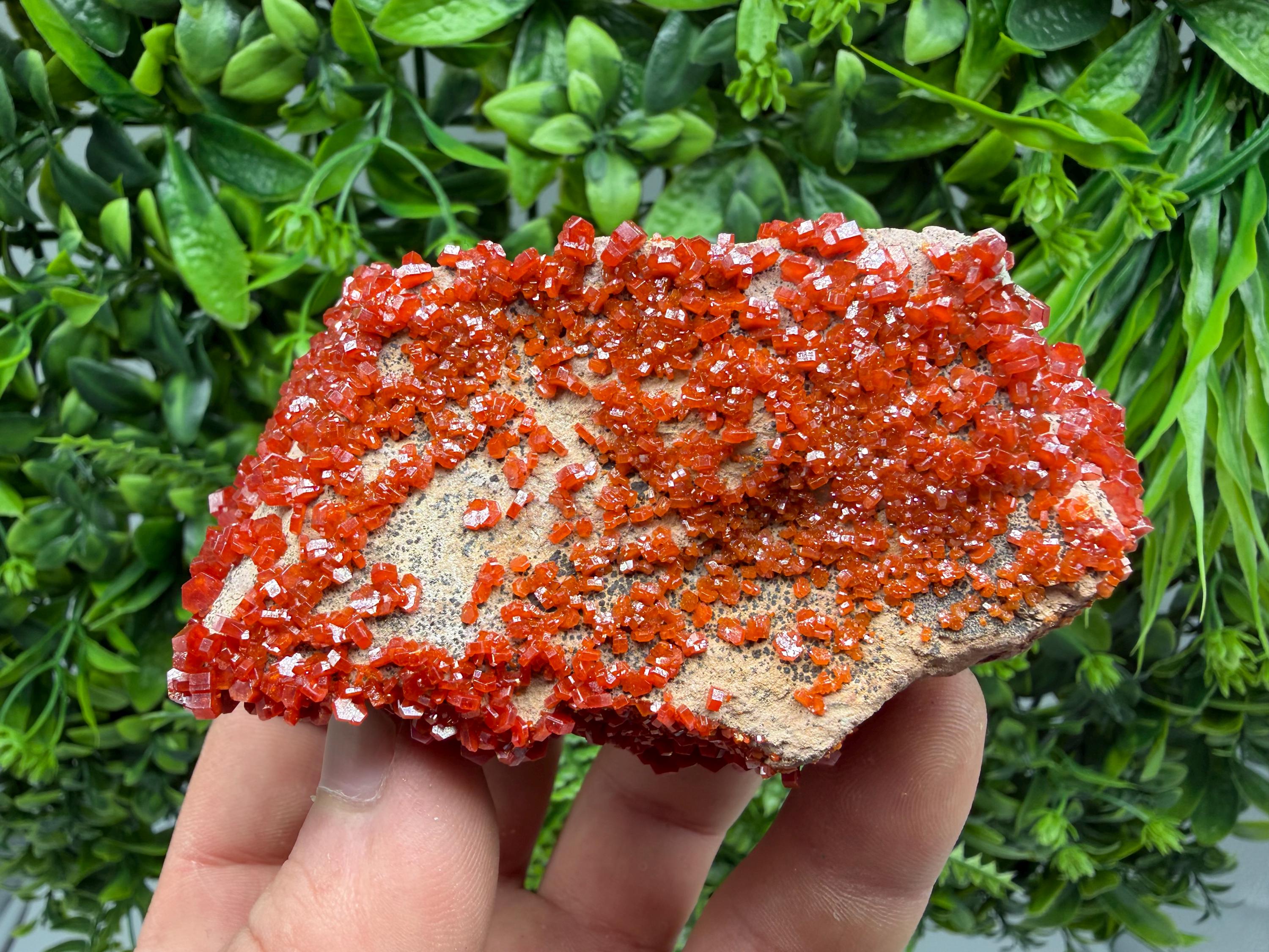 Red Vanadinite on Matrix from Marocco,crystal minerals Speciment cluster Vanadinite crystal Vanadinite Geology Vanadinite cluster minerals