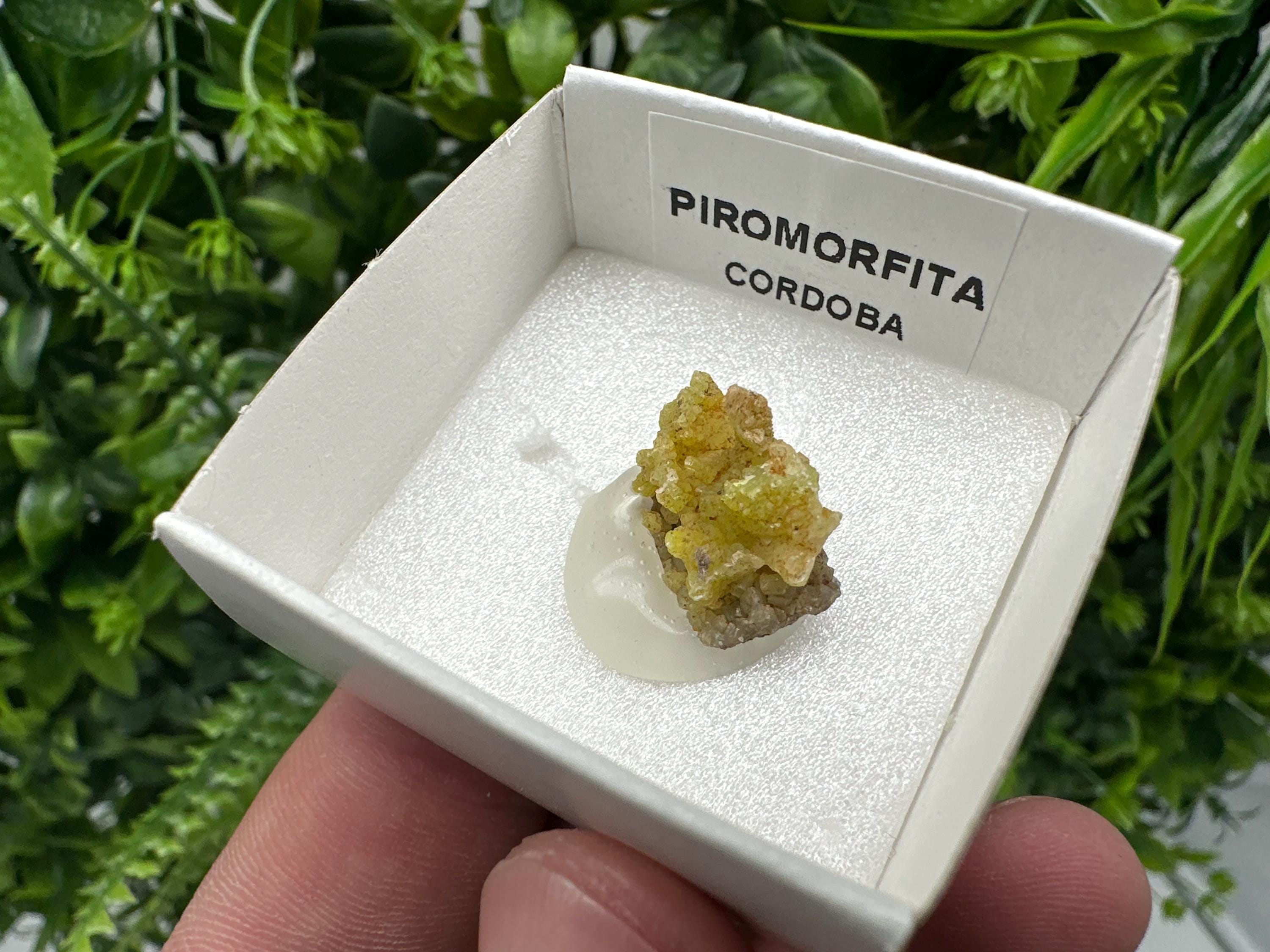 Raw Pyromorphite Crystal Cluster on Matrix, Mini Specimen