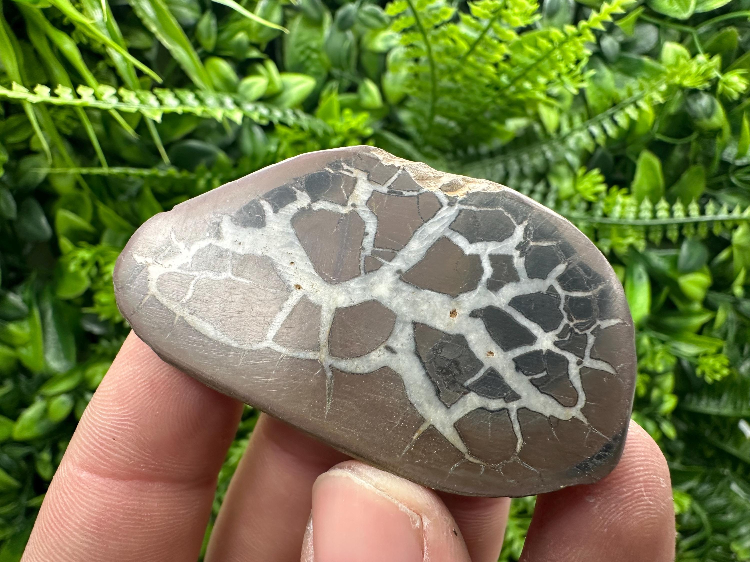 Septarian Nodule Geode Pair: Dragonstone Healing Stone (4/6.5 cm)