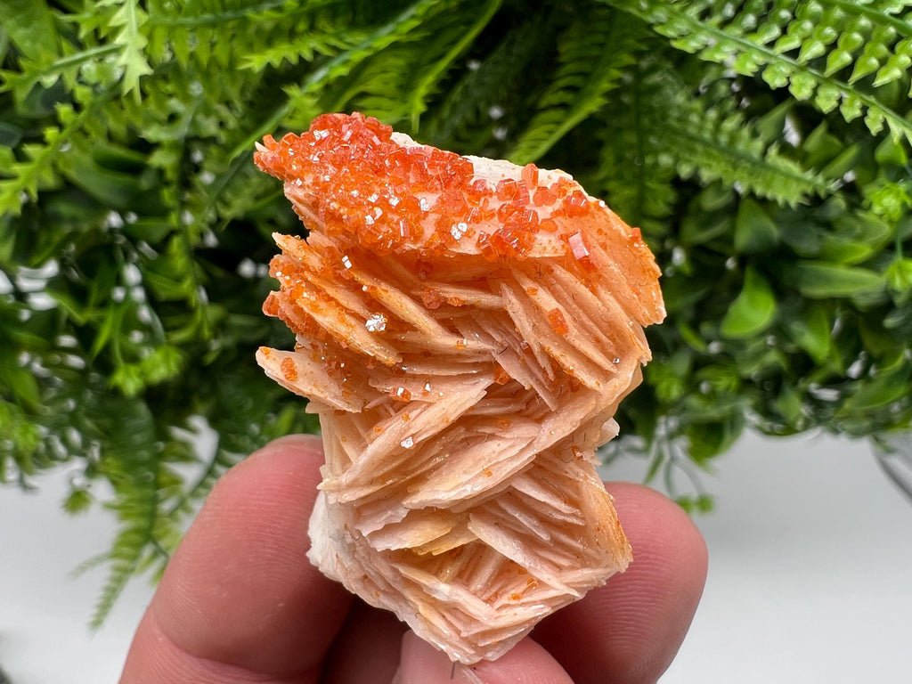 Red Vanadinite on Barite from Marocco,crystal minerals Speciment cluster Vanadinite crystal Vanadinite Geology Vanadinite cluster minerals