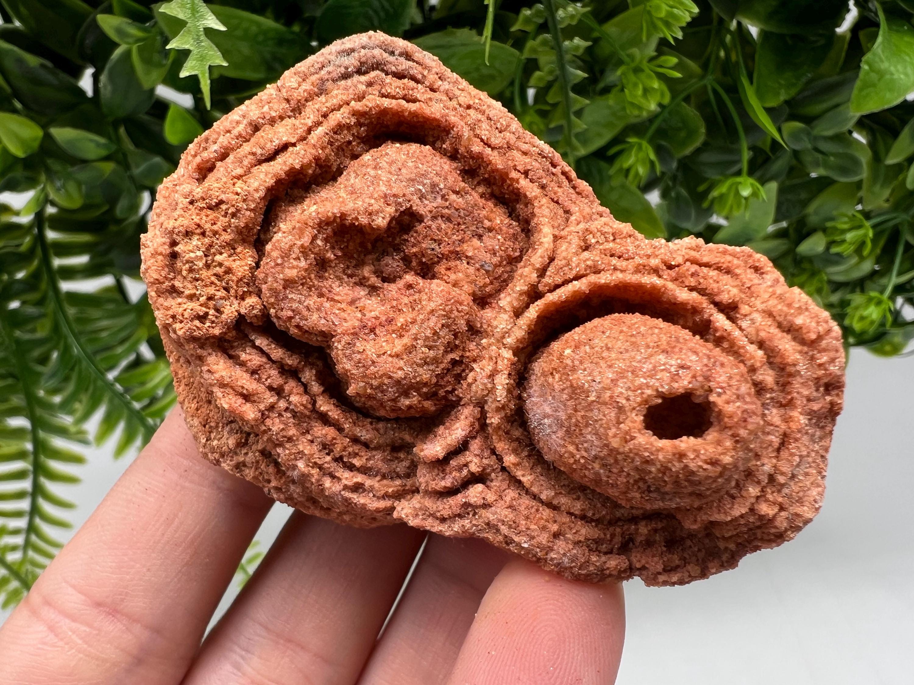 Raw Moroccan Stromatolite Fossil Specimen, Algae Fossil
