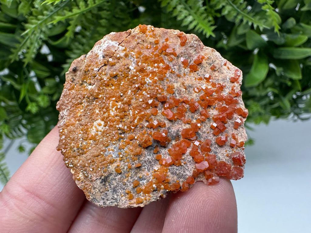Red Vanadinite on Matrix from Marocco,crystal minerals Speciment cluster Vanadinite crystal Vanadinite Geology Vanadinite cluster minerals