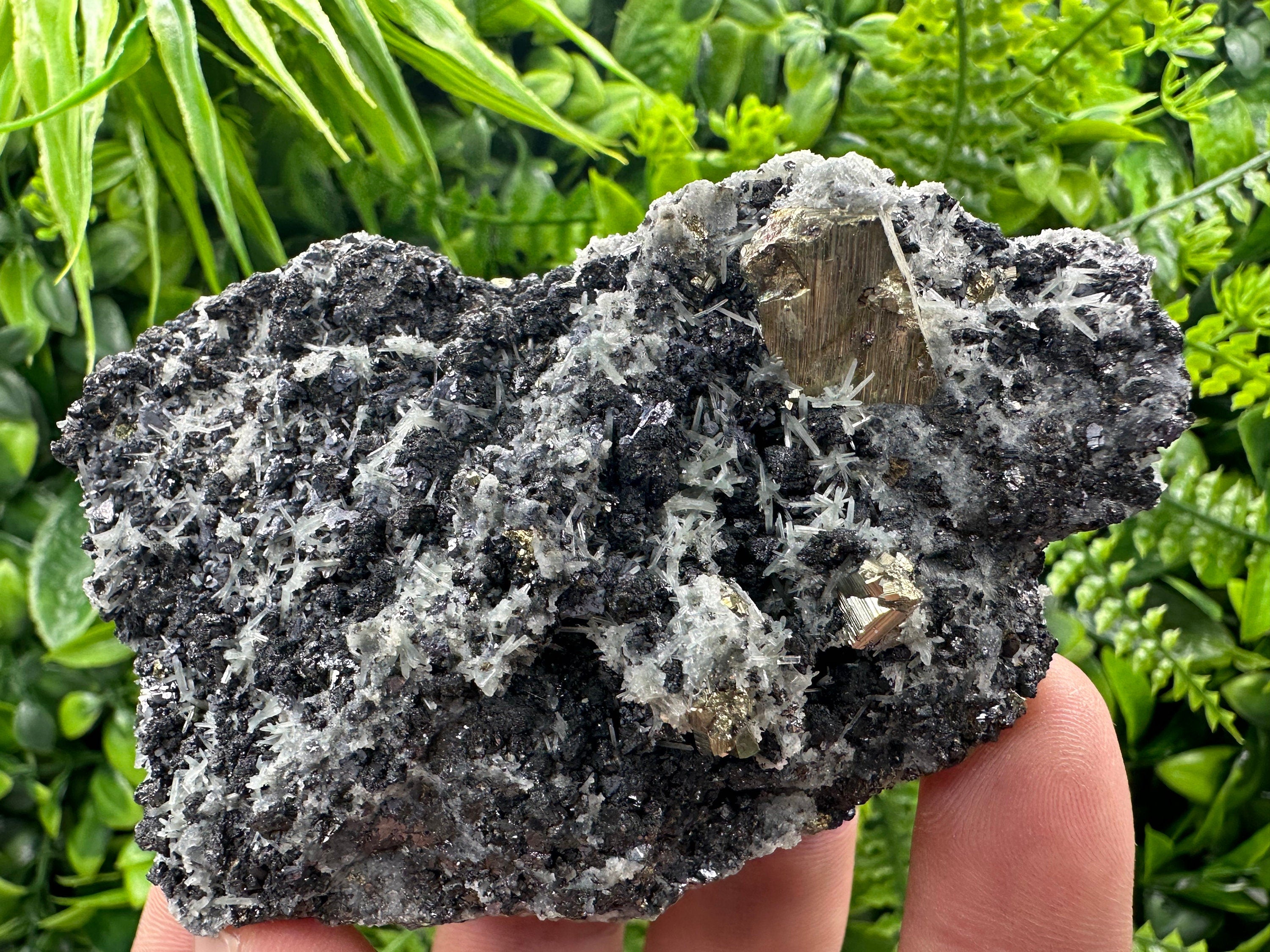 Pyrite on Quartz: Natural Crystal Mineral Specimen, Borieva Mine Bulgaria
