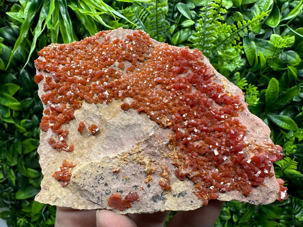 Red Vanadinite Crystal Cluster on Matrix, Morocco Mineral Specimen