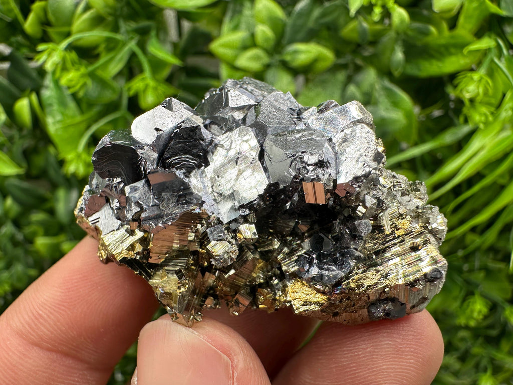 Galena on Pyrite Specimen: Borieva Mine, Bulgaria