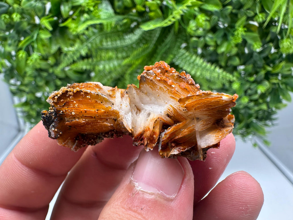 Red Vanadinite on Barite from Marocco,crystal minerals Speciment cluster Vanadinite crystal Vanadinite Geology Vanadinite cluster minerals