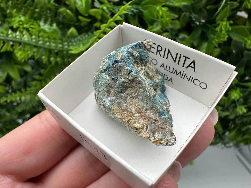 Rare Raw Aerinite Mineral Specimen: Lleida, Spain Crystal