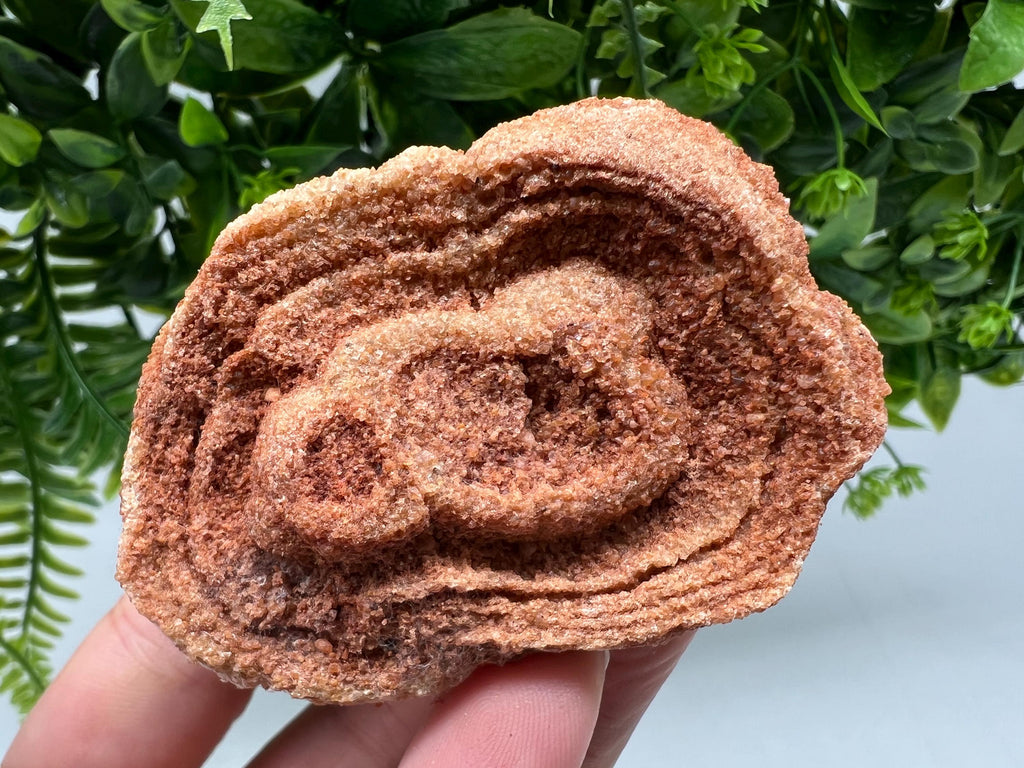Raw Moroccan Stromatolite Fossil Specimen, Grounding Algae
