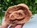 Raw Moroccan Stromatolite Fossil Specimen, Grounding Algae