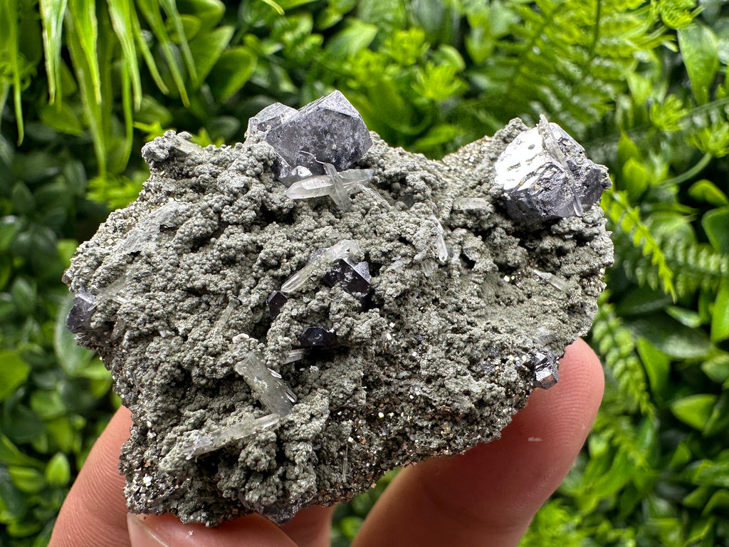 Galena Spinel Law Crystal on Quartz & Chlorite, Borieva Bulgaria