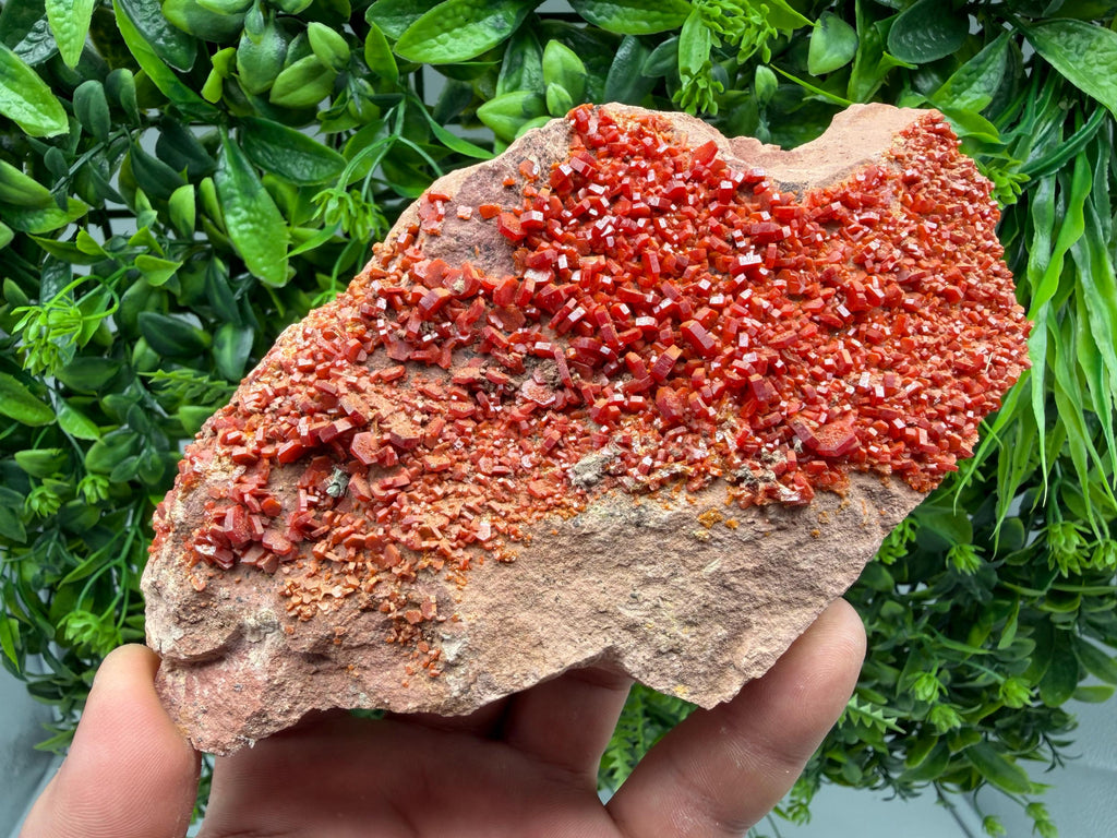 Red Vanadinite on Matrix from Marocco,crystal minerals Speciment cluster Vanadinite crystal Vanadinite Geology Vanadinite cluster minerals