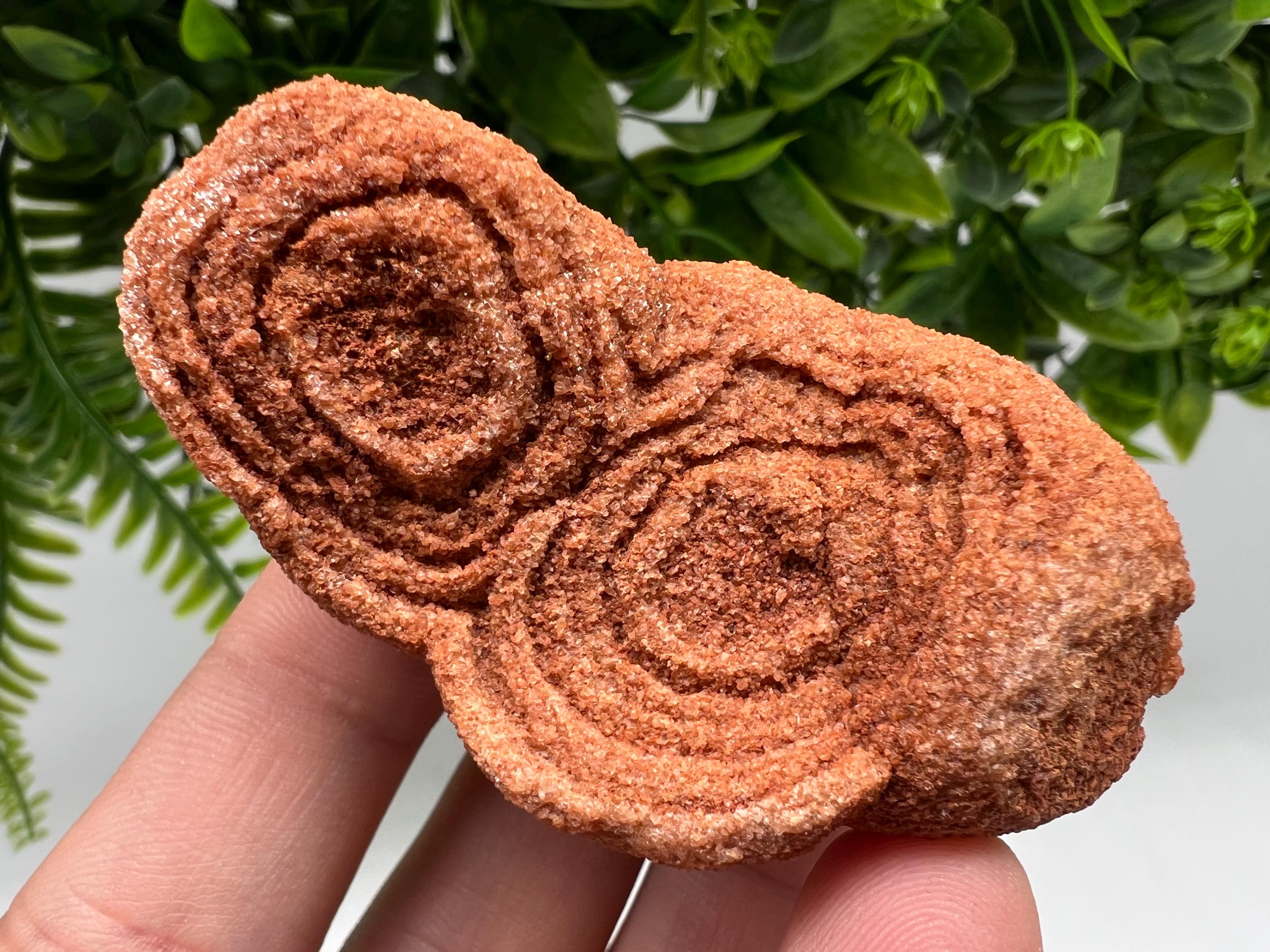 Moroccan Stromatolite Fossil Specimen, Raw Algae Fossil