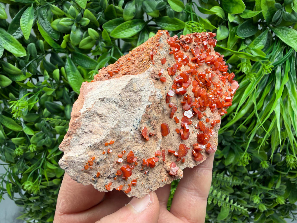 Red Vanadinite on Matrix from Marocco,crystal minerals Speciment cluster Vanadinite crystal Vanadinite Geology Vanadinite cluster minerals