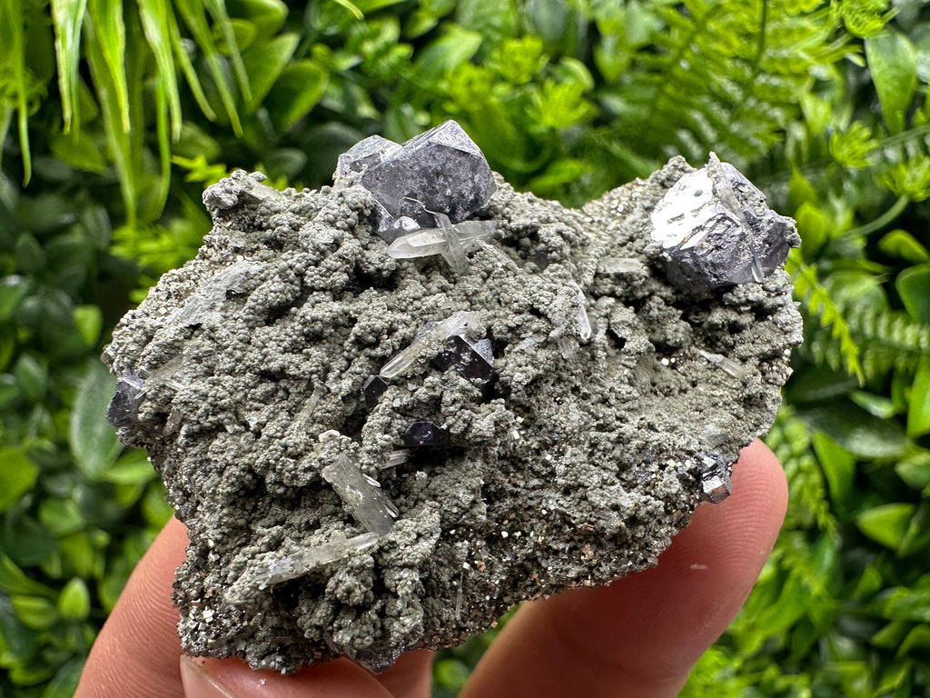 Galena Spinel Law Crystal on Quartz & Chlorite, Borieva Bulgaria