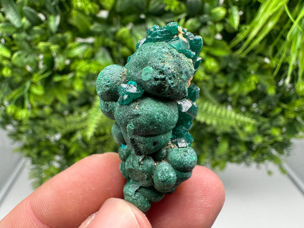 Stunning Green Dioptase from Sanda Hills,Mindouli,Pool Department,Mindouli District,Congo,green Dioptase,Dioptas Crystal,Dioptase collecting