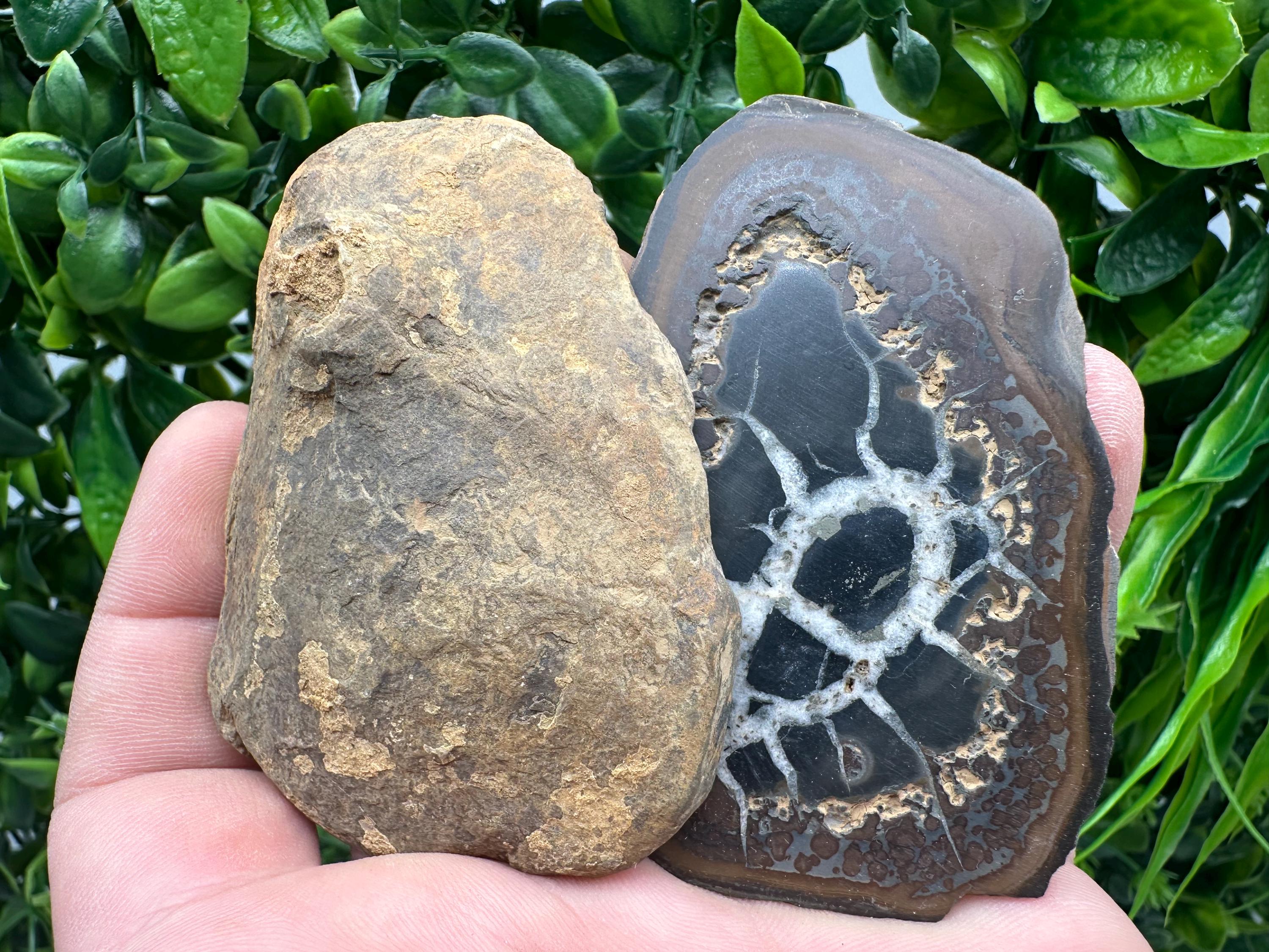 Septarian Nodule Geode Pair: Dragonstone Aragonite Limestone