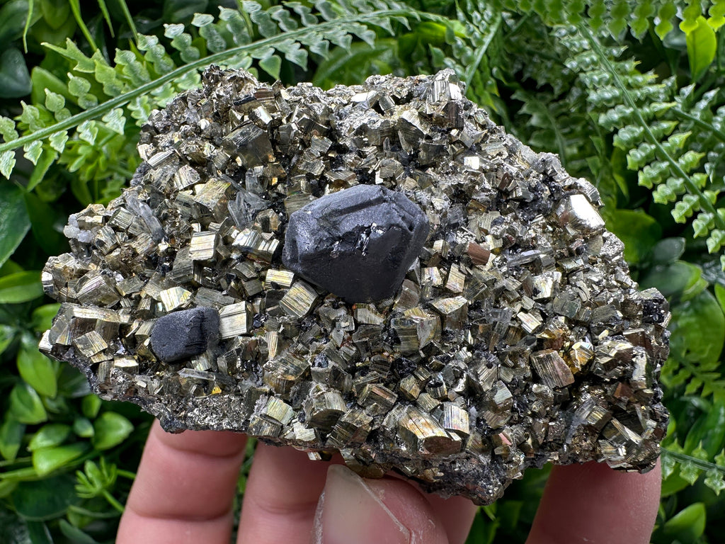 Galena on Pyrite Specimen: Borieva Bulgaria Mineral Collection