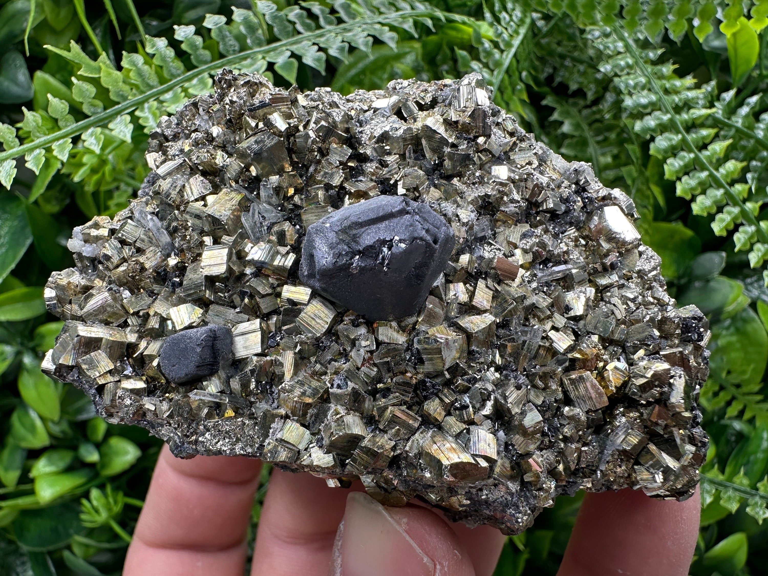 Galena on Pyrite Specimen: Borieva Bulgaria Mineral Collection