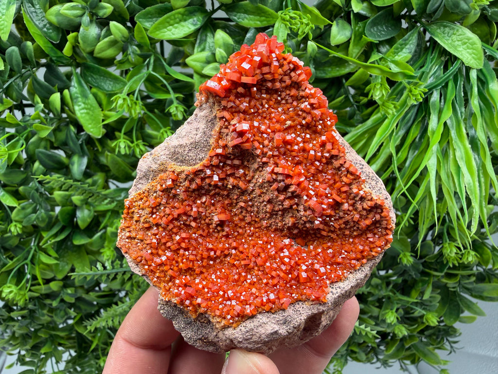 Red Vanadinite on Matrix from Marocco,crystal minerals Speciment cluster Vanadinite crystal Vanadinite Geology Vanadinite cluster minerals