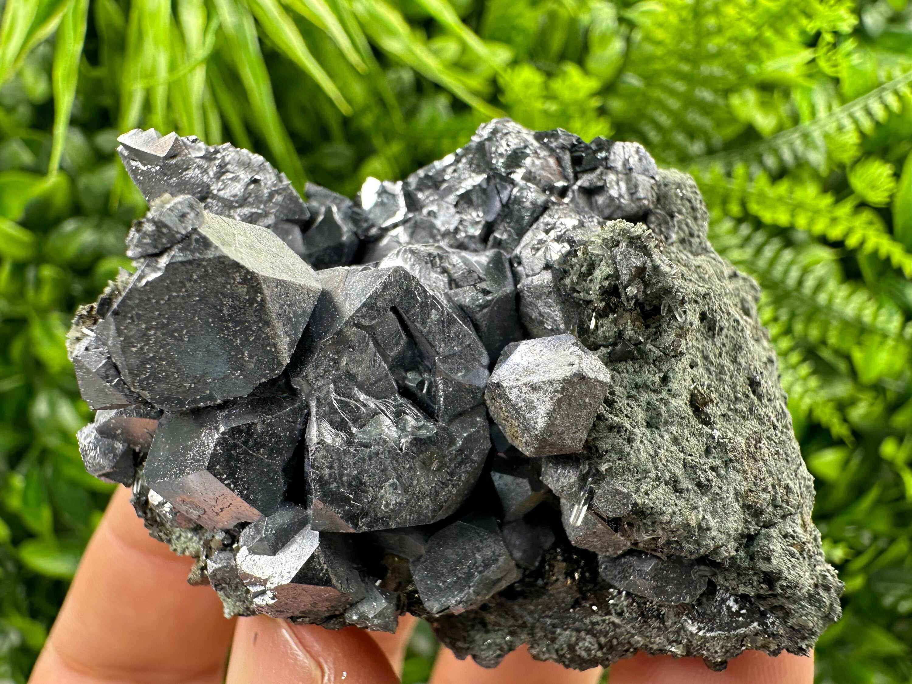 Shiny Galena with Chlorite, Borieva Mine Bulgaria, Mineral Specimen