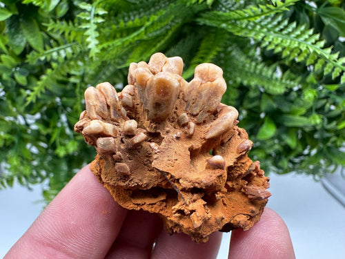 Brown Gypsum Selenite Crystal, Rudna Mine Mineral Specimen
