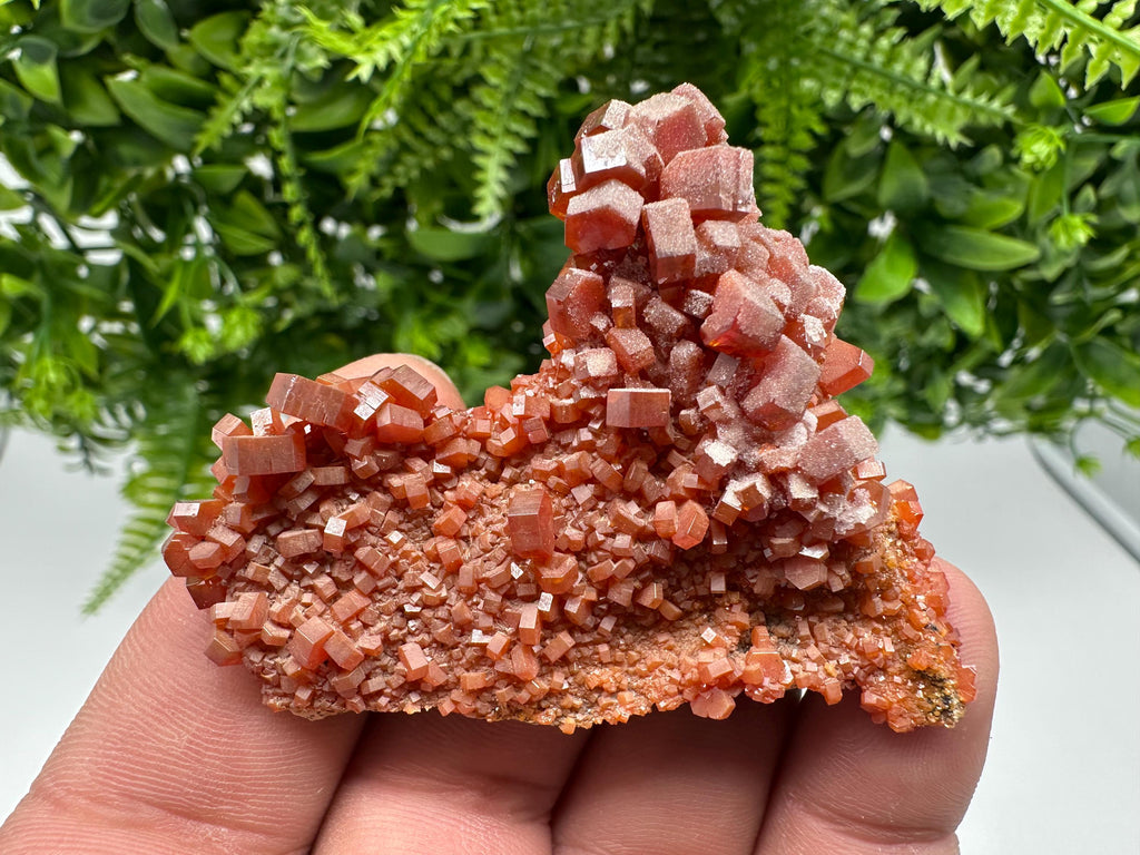 Red Vanadinite on Barite from Marocco,crystal minerals Speciment cluster Vanadinite crystal Vanadinite Geology Vanadinite cluster minerals