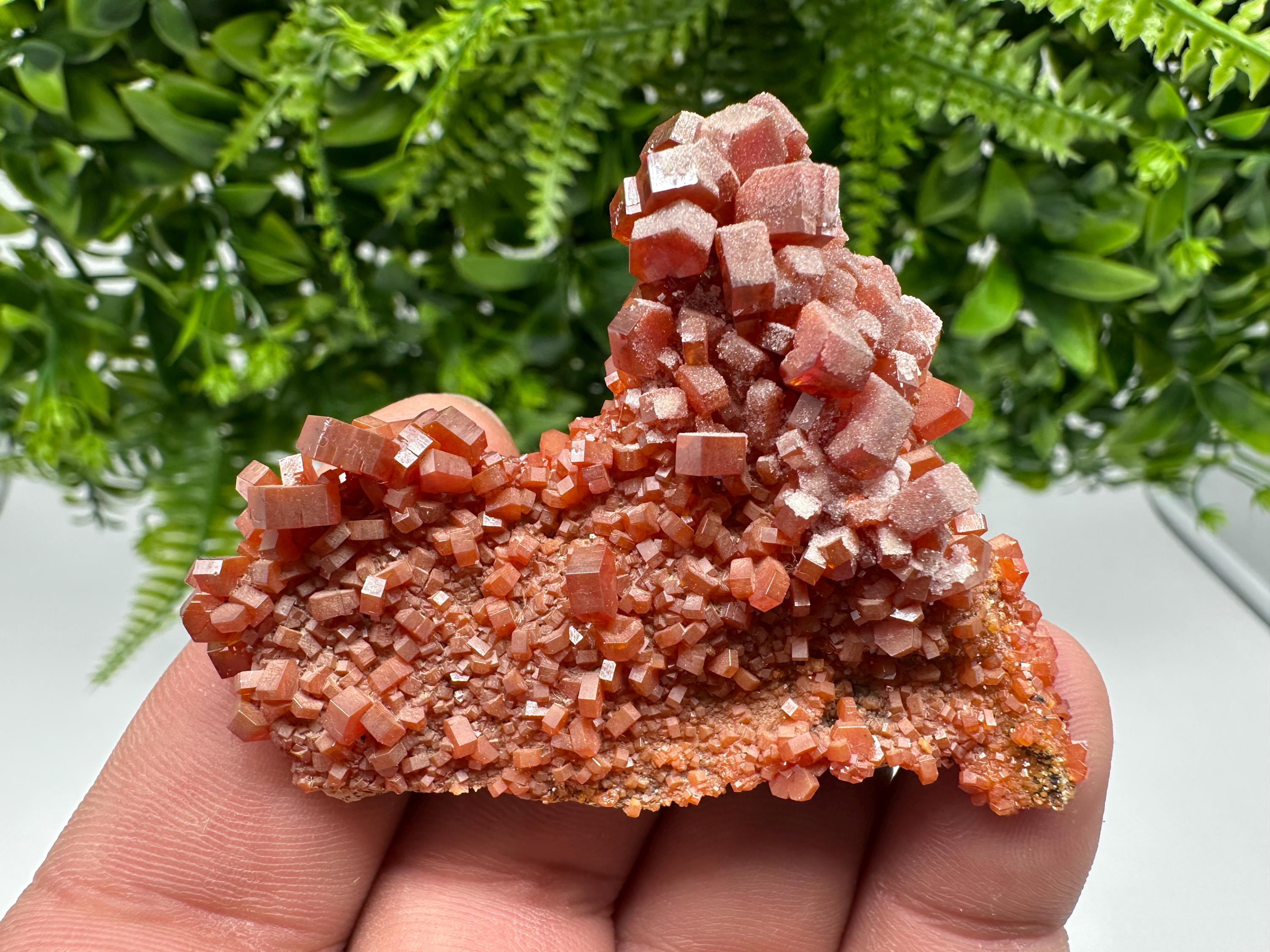 Red Vanadinite on Barite from Marocco,crystal minerals Speciment cluster Vanadinite crystal Vanadinite Geology Vanadinite cluster minerals