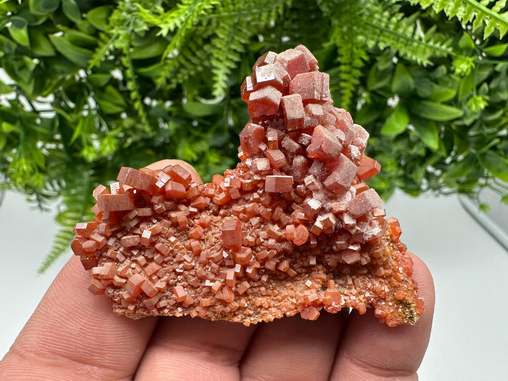 Red Vanadinite on Barite from Marocco,crystal minerals Speciment cluster Vanadinite crystal Vanadinite Geology Vanadinite cluster minerals