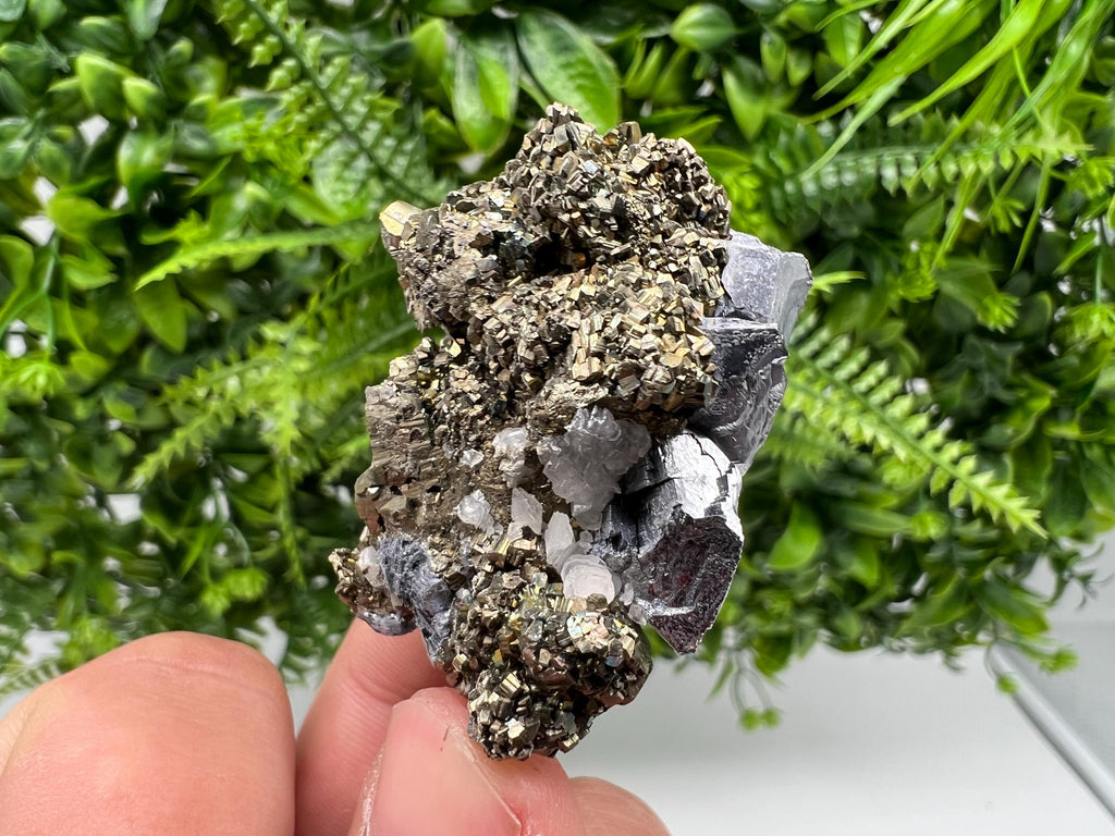 Galena on Pyrite Specimen: Borieva Mine, Bulgaria