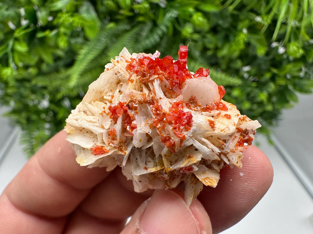 Red Vanadinite on Barite from Marocco,crystal minerals Speciment cluster Vanadinite crystal Vanadinite Geology Vanadinite cluster minerals