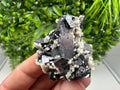 Skeletal Galena with Siderite & Sphalerite - Krushev dol Mine, Bulgaria