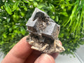 Skeleton Galena Cluster: Rare Morphology Crystal Mineral, Bulgaria
