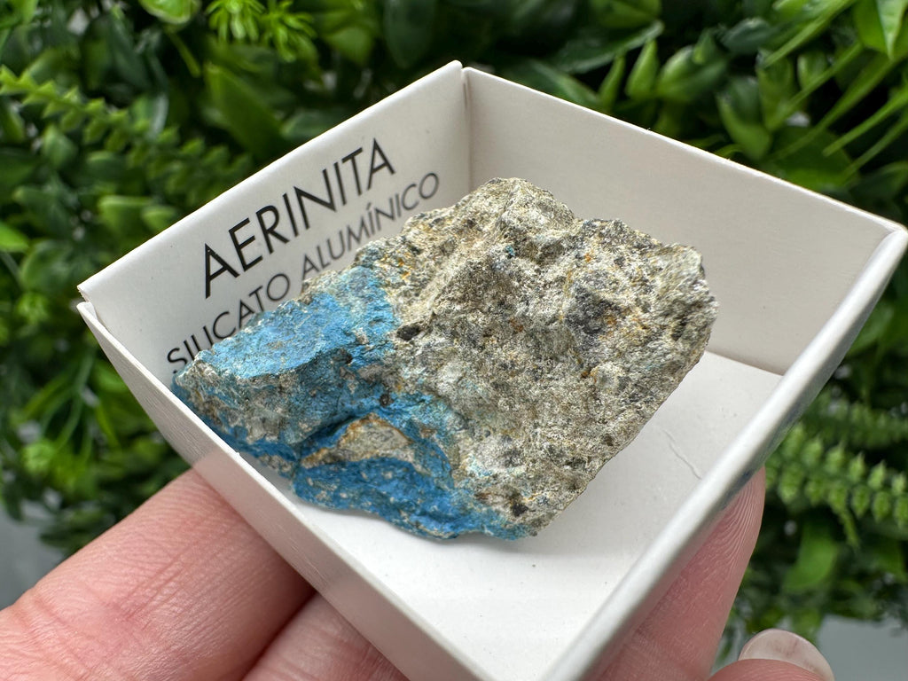 Rare Raw Aerinite Mineral Specimen: Lleida, Spain Crystal