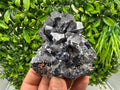 Rare Galena Cubes, Extra Mirror, Marzyan Mine, Bulgaria