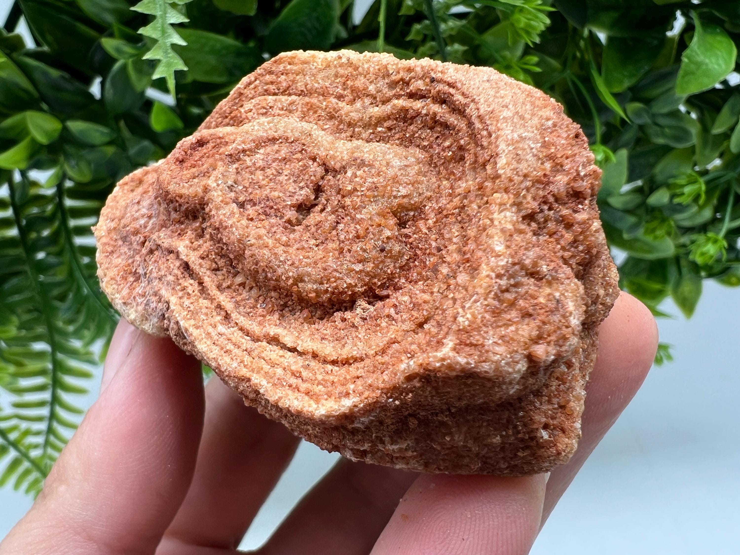 Raw Moroccan Stromatolite Fossil Specimen, Grounding Algae