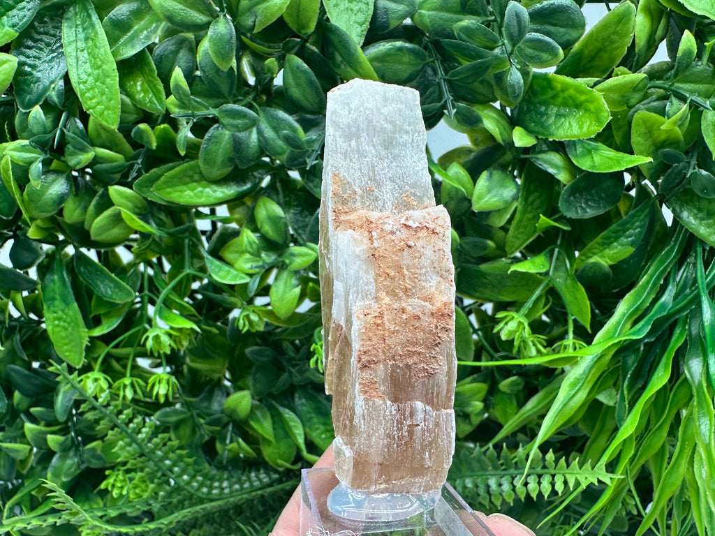 Golden Phantom Selenite Slab: Raw Utah Fishtail Selenite Wand