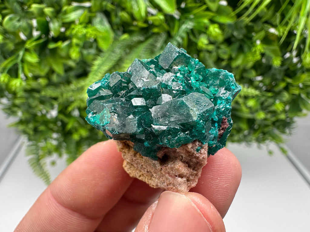 Stunning Green Dioptase from Sanda Hills,Mindouli,Pool Department,Mindouli District,Congo,green Dioptase,Dioptas Crystal,Dioptase collecting
