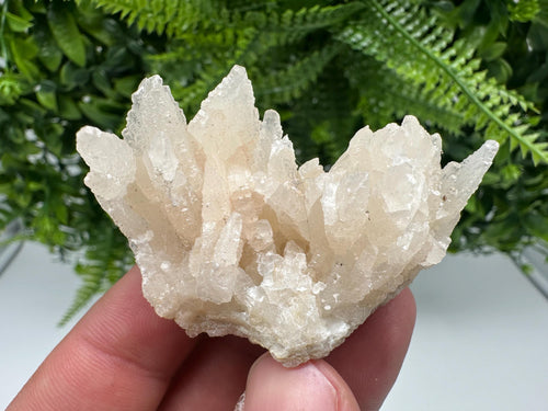 Calcite on Green Quartz: Djurkovo Mine, Bulgaria Crystal