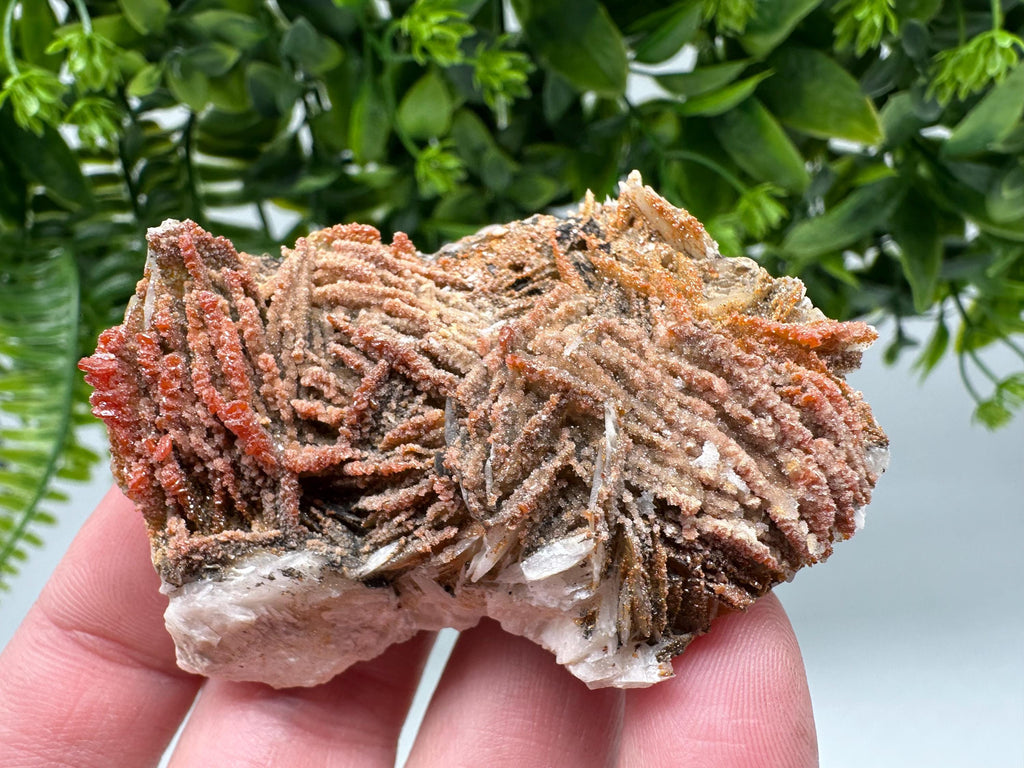Red Vanadinite on Barite from Marocco,crystal minerals Speciment cluster Vanadinite crystal Vanadinite Geology Vanadinite cluster minerals