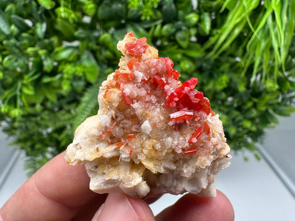 Red Vanadinite on Barite from Marocco,crystal minerals Speciment cluster Vanadinite crystal Vanadinite Geology Vanadinite cluster minerals