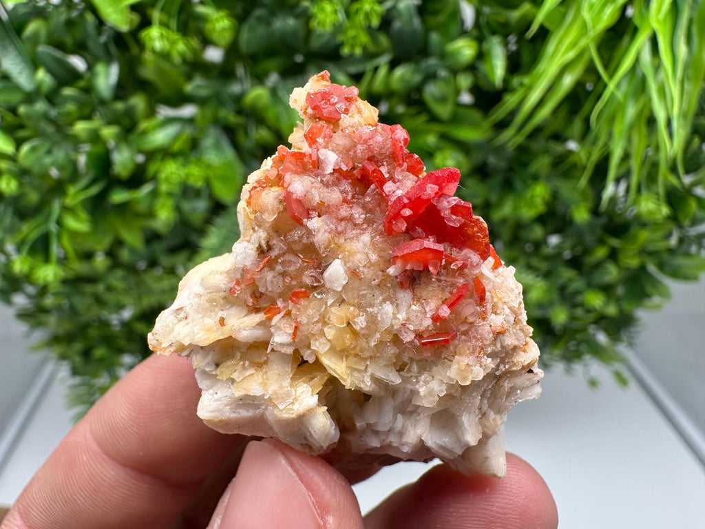 Red Vanadinite on Barite from Marocco,crystal minerals Speciment cluster Vanadinite crystal Vanadinite Geology Vanadinite cluster minerals