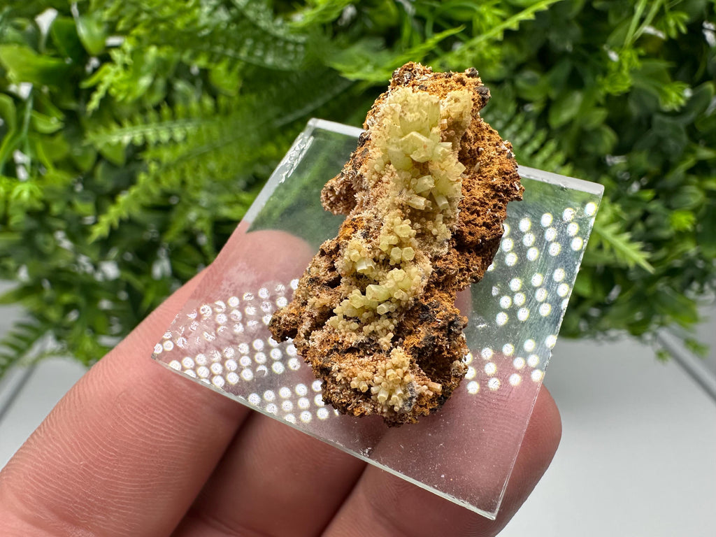 Green Yellow Pyromorphite Hematite on Quartz, Madjarovo Bulgaria