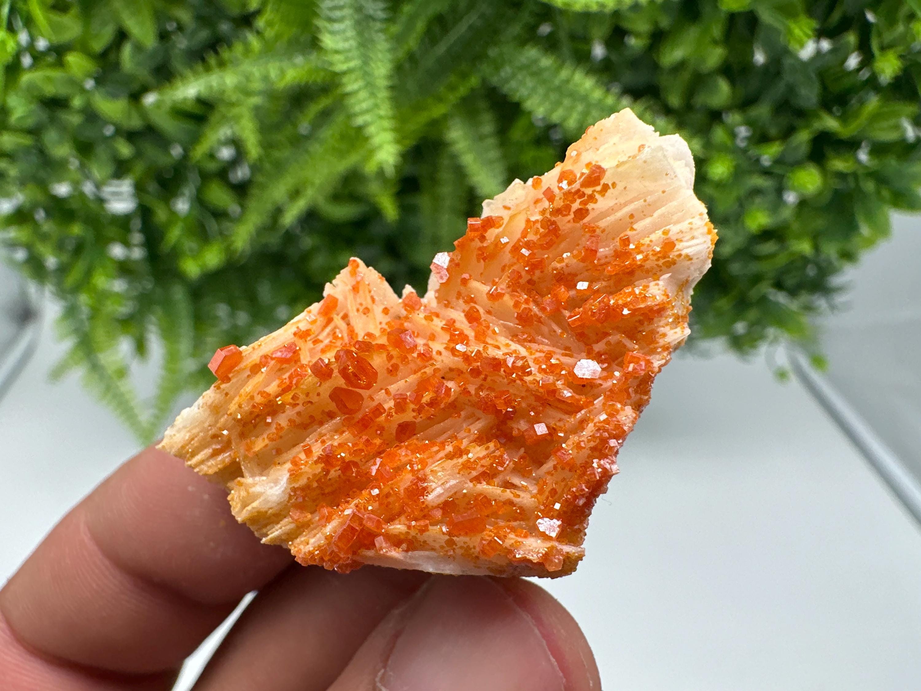 Red Vanadinite on Barite from Marocco,crystal minerals Speciment cluster Vanadinite crystal Vanadinite Geology Vanadinite cluster minerals