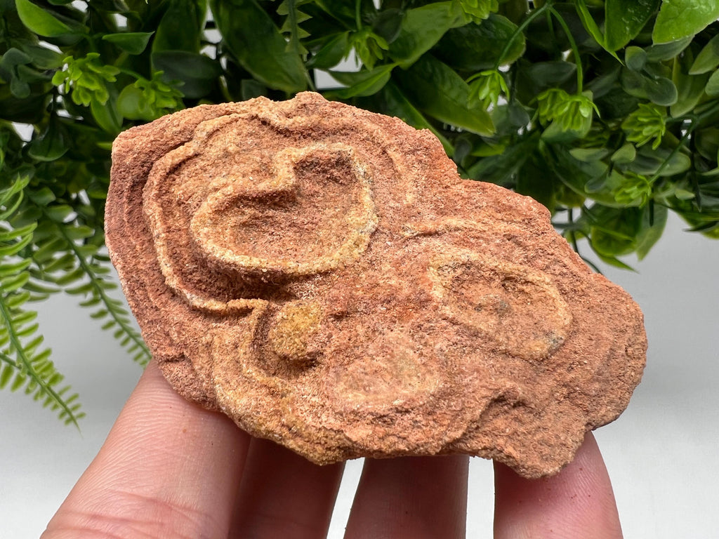 Moroccan Stromatolite Fossil Specimen: Raw Algae for Grounding