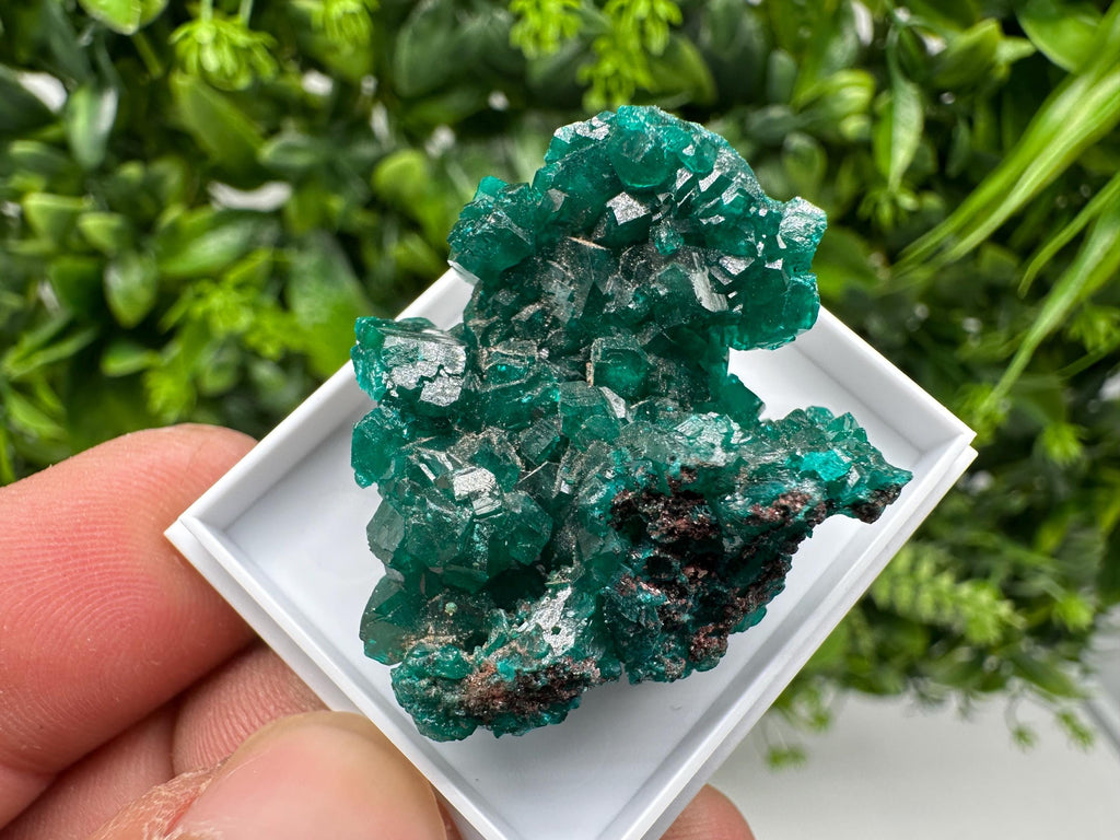 Stunning Green Dioptase from Sanda Hills,Mindouli,Pool Department,Mindouli District,Congo,green Dioptase,Dioptas Crystal,Dioptase collecting