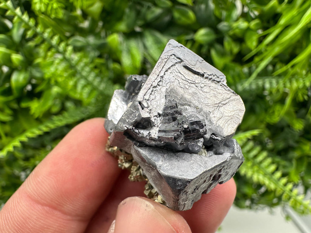 Galena on Pyrite Specimen: Borieva Mine, Bulgaria