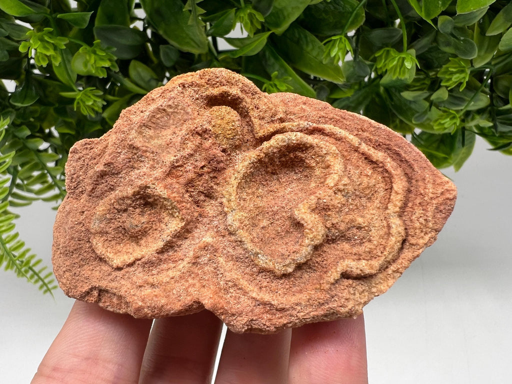Moroccan Stromatolite Fossil Specimen: Raw Algae for Grounding