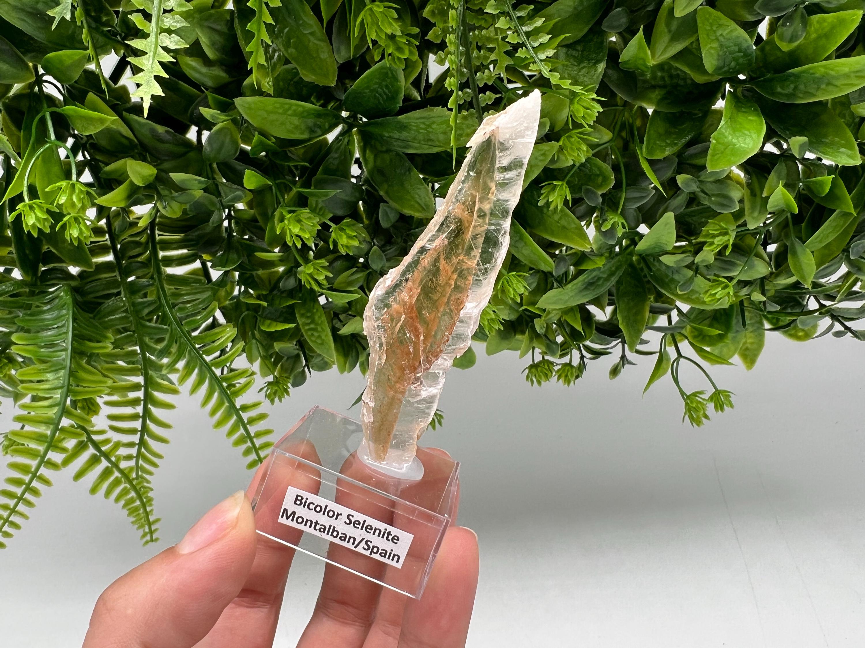 Golden Phantom Selenite Slab: Utah Raw Fishtail Selenite